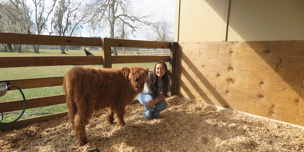 Bailey with calf