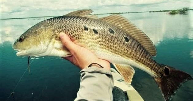 picture of a person holding a fish 