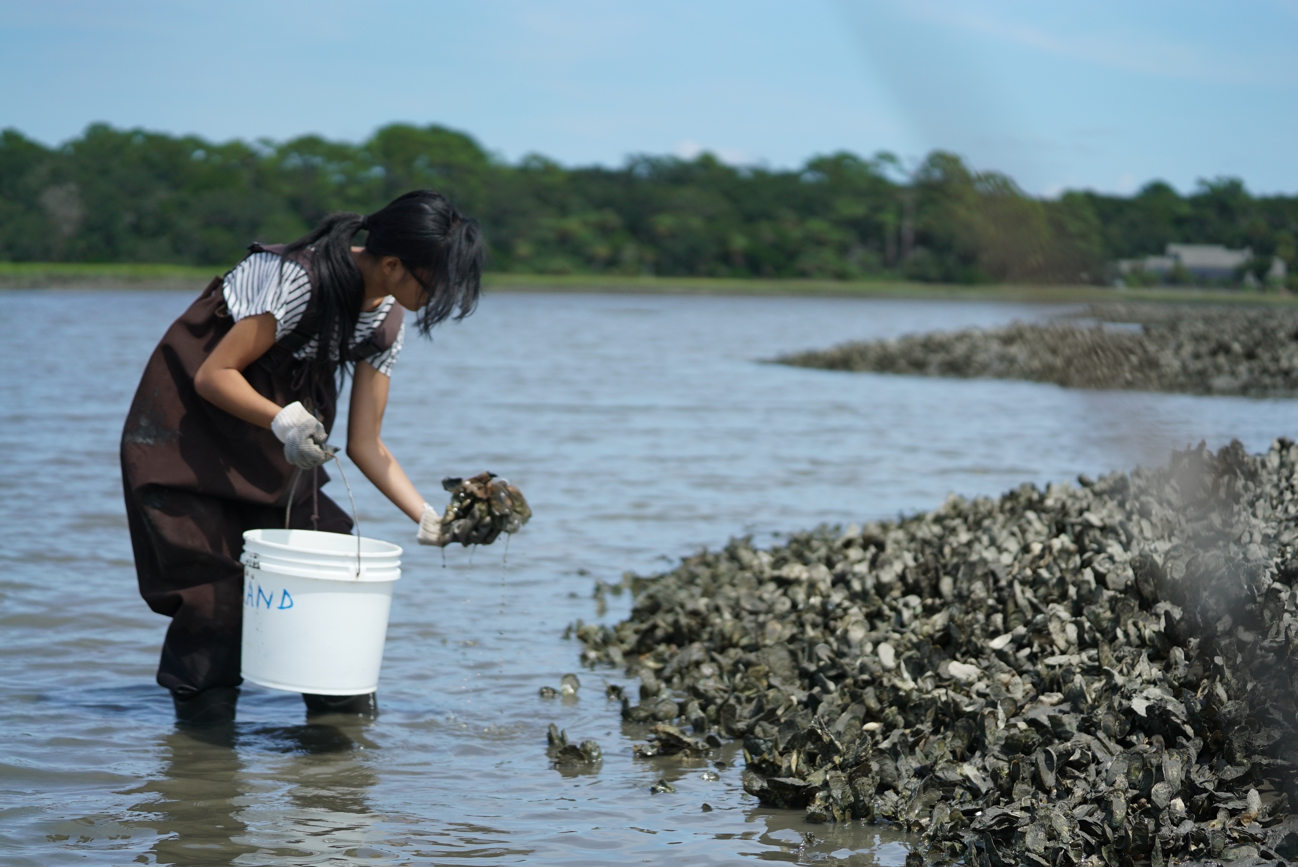 oysters