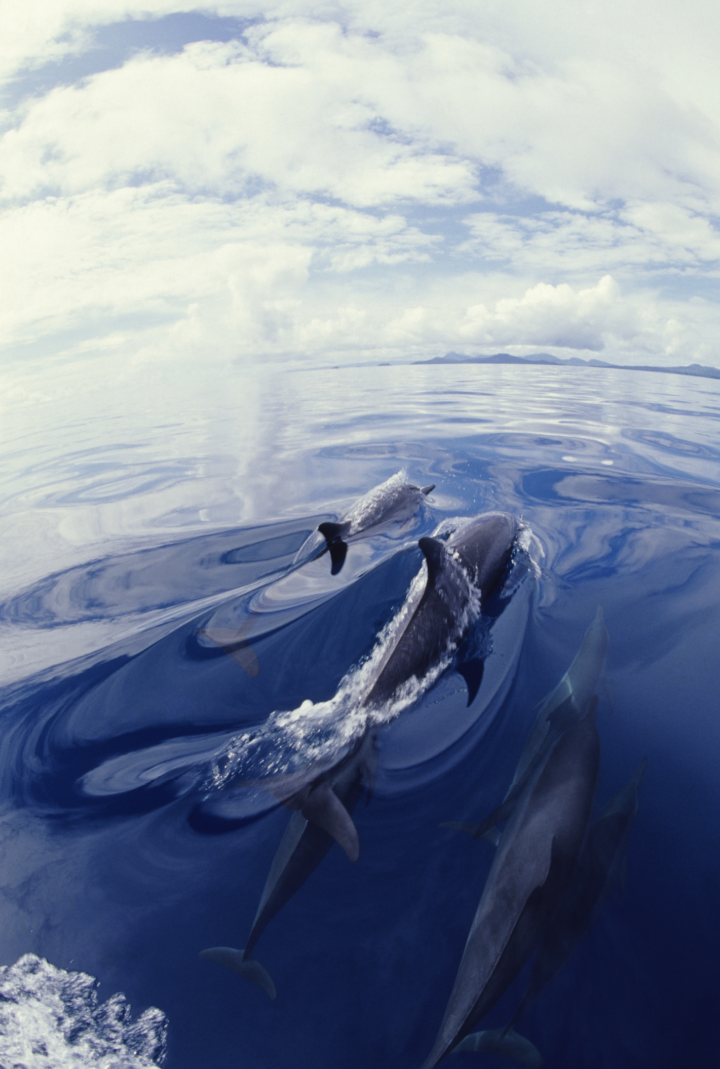 Dolphins jumping in water