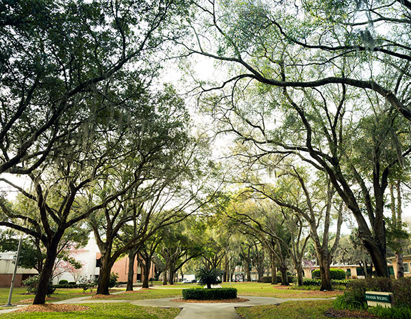 The view straight down the tree-lined mall in the middle of campus.