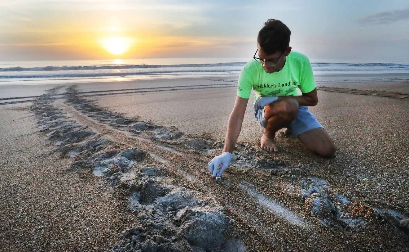 dna sample of sea turtle tracks being collected on a beach