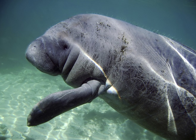 Florida manatee, photo taken by JU students