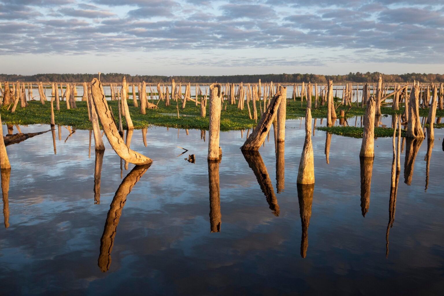 Tree stumps lining the river channel on Rodman Reservoir