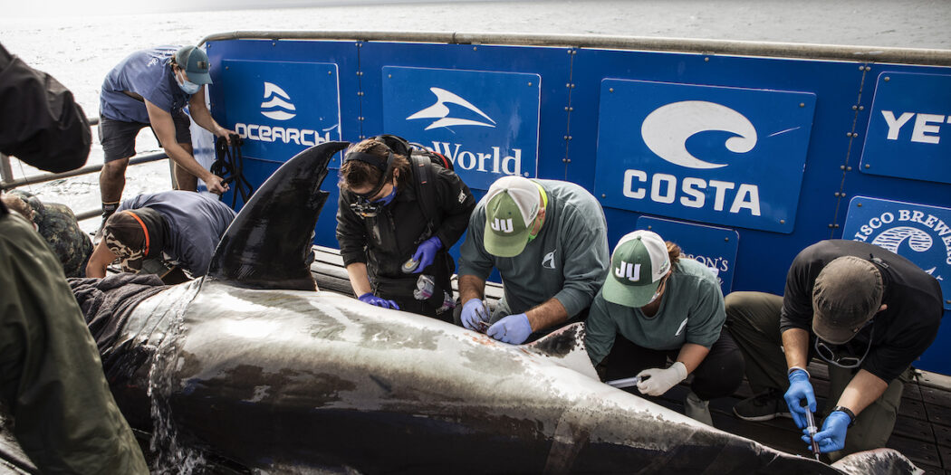 ocearch dr franks research