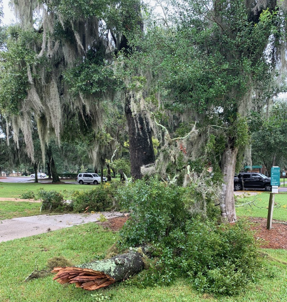 A broken tree laying on the ground.