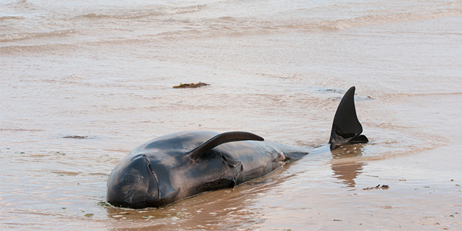 A beached pilot whale