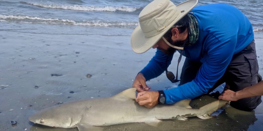 JU graduate student studying marine science, Andrew Lyons, working onsite on St. Simons Island.