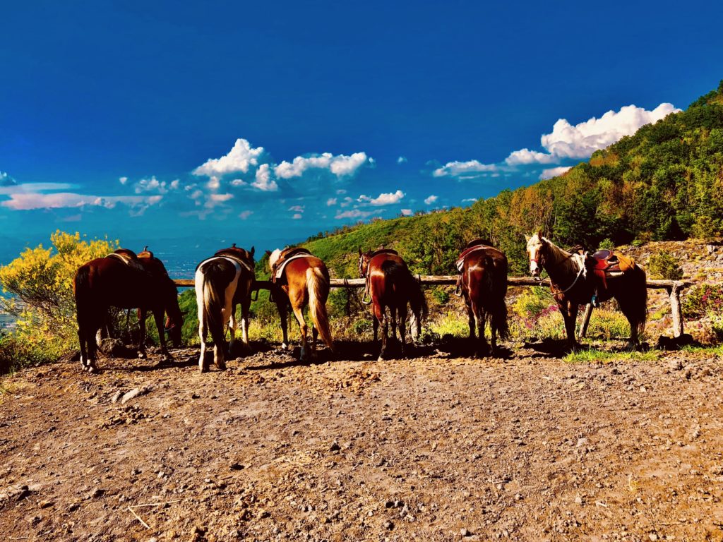 Horses in the mountains of Italy.