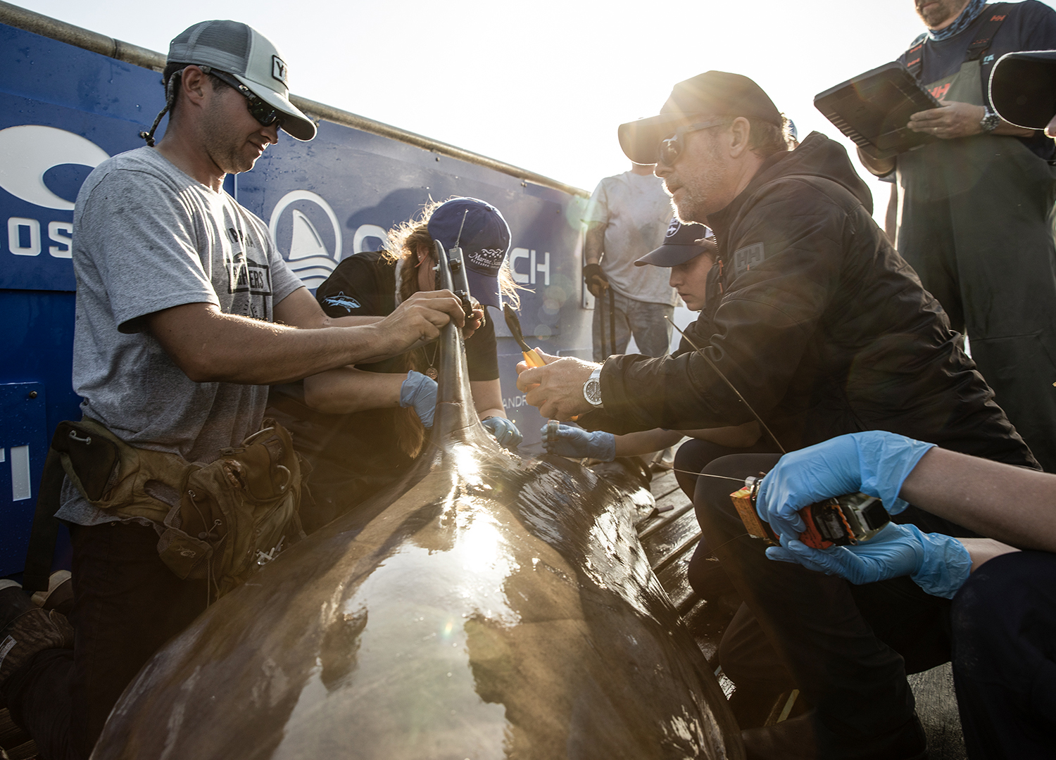 Ocearch 1